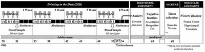 Long-Term Effects of Intermittent Adolescent Alcohol Exposure in Male and Female Rats